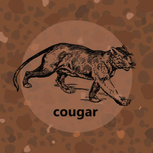 Meadow: Cougar