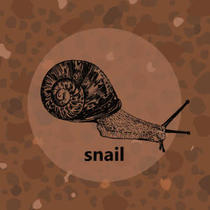 Meadow: Snail