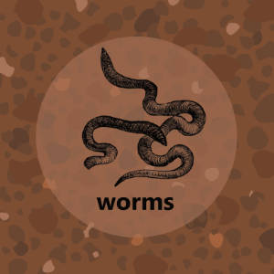 Meadow: Worms
